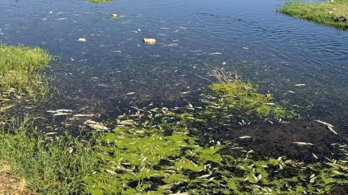 Karasu Deresi'ndeki Balıkların Ölümüne Sebep Olan İşletmelere Ceza