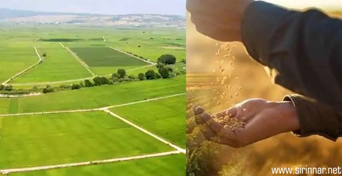 Gaziantep’te Son 80 Yılın Yağış Ortalamasına Ulaşıldı: Rekolte Rekoru Bekleniyor