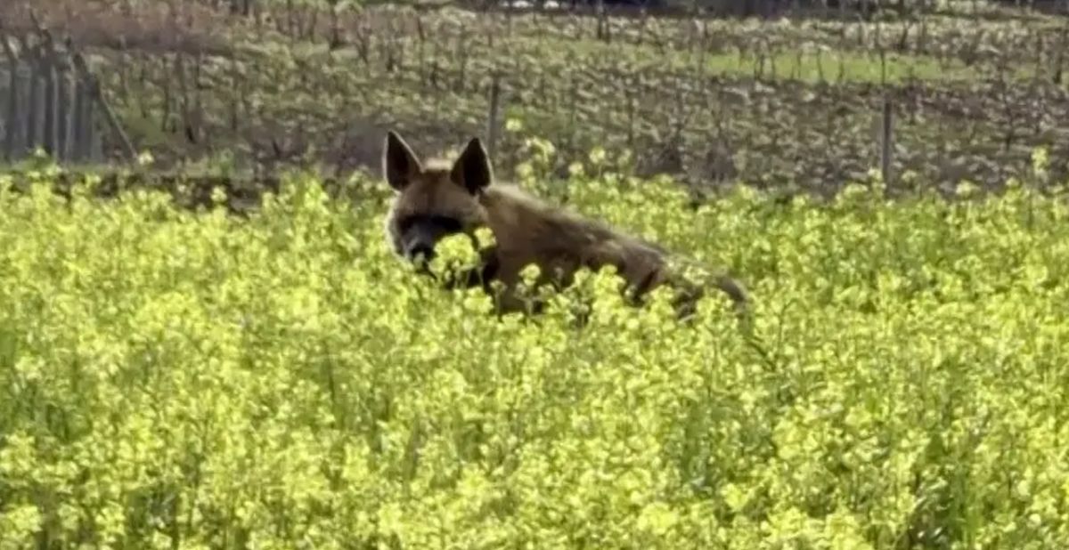 Çizgili sırtlan Besni’de sarıçiçekler arasında görüntülendi