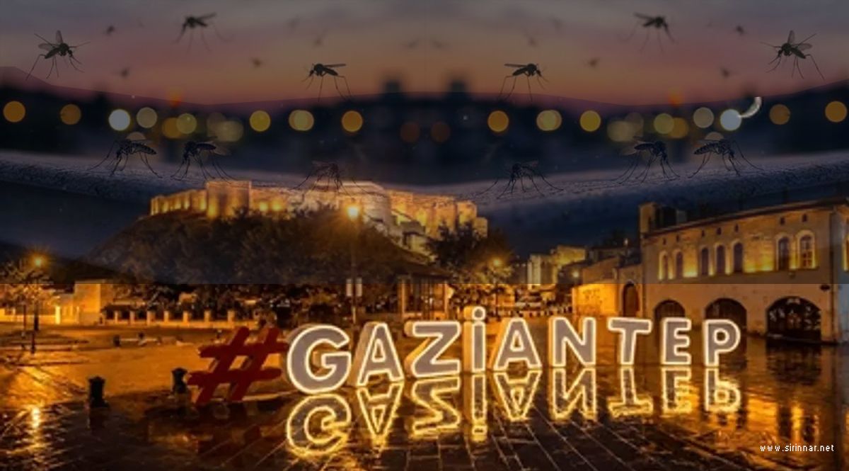 Gaziantep'te Sivrisinek İstilası ve Bunaltıcı ...