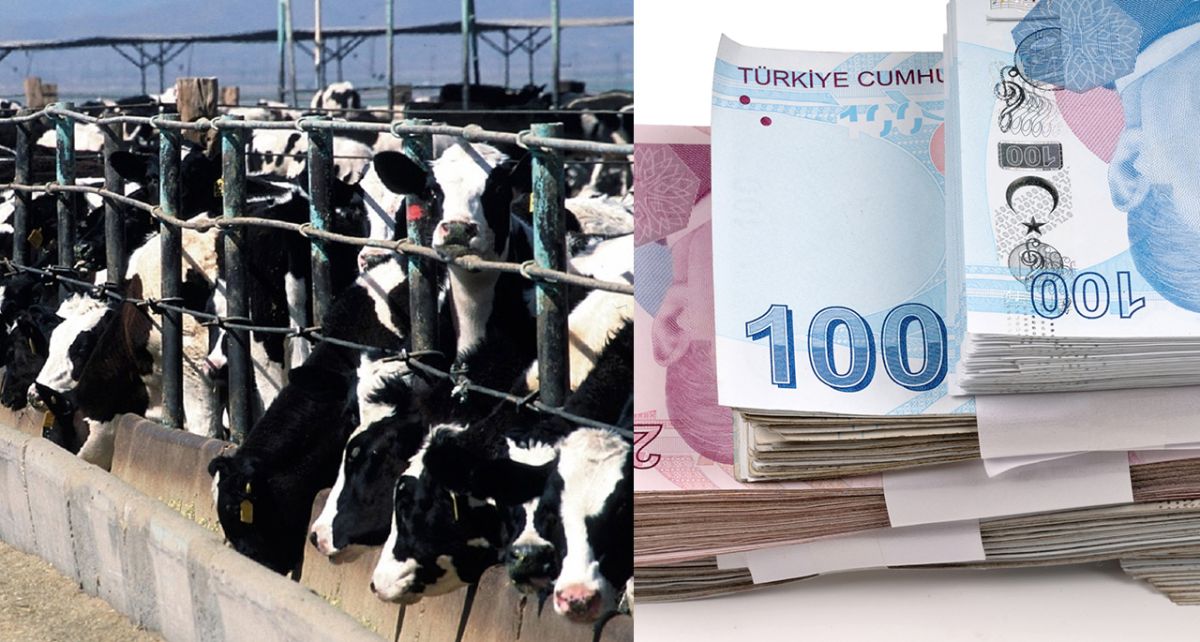 GAZİANTEP’TE YEM KRİZİ: ÇİFTÇİLER ZORDA, ZAMLAR KAPIDA