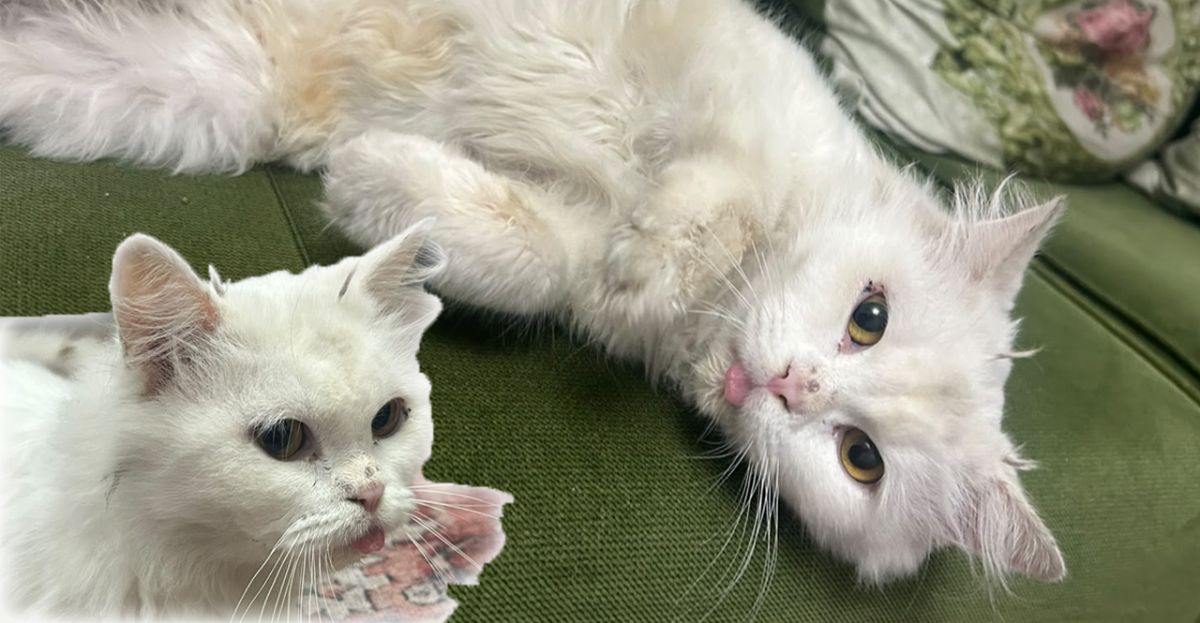 Gaziantep’te Özel Cins Kedi Bulundu: Sahibi Aranıyor