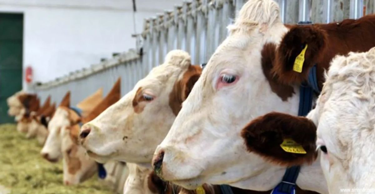 Gaziantep’te Bayram Yaklaşırken Kurban Pazarı Hareketlendi: İşte Fiyatlar
