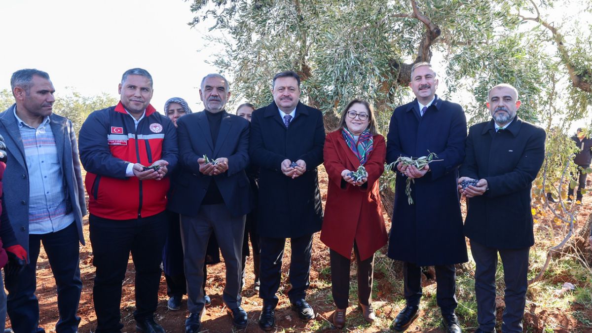 Başkan Şahin, Nizip’in Bereketi Zeytin Hasadına Katıldı