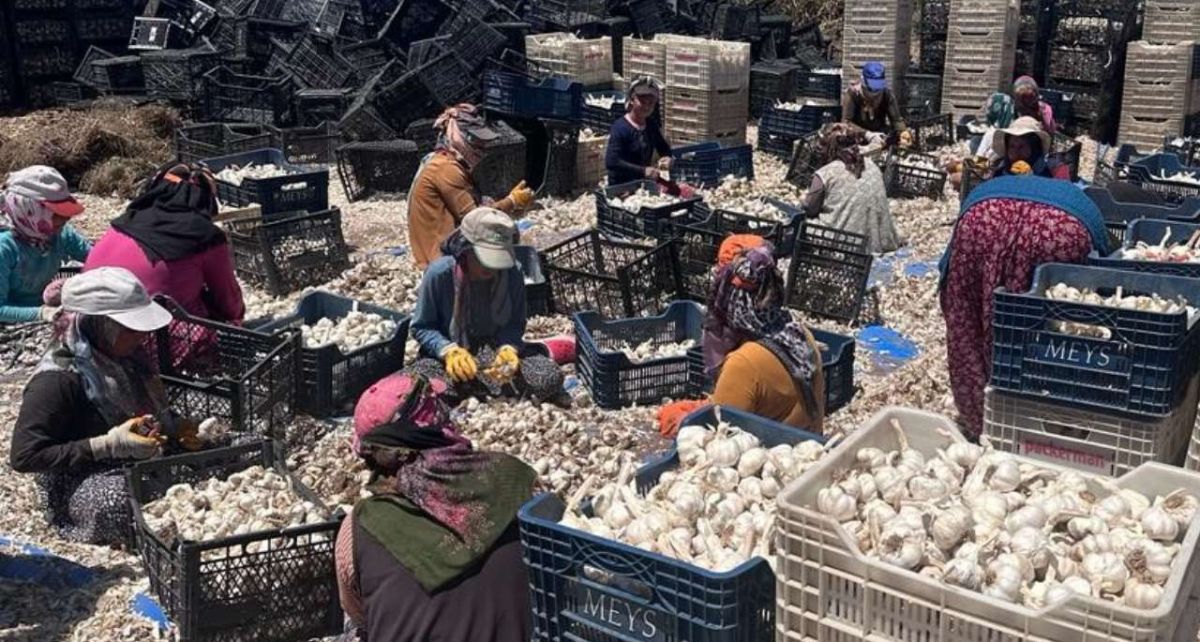 Gaziantep'te Hasadı Yapılan Sarımsak Tarlada 50 Lira, Marketlerde 100 Lira