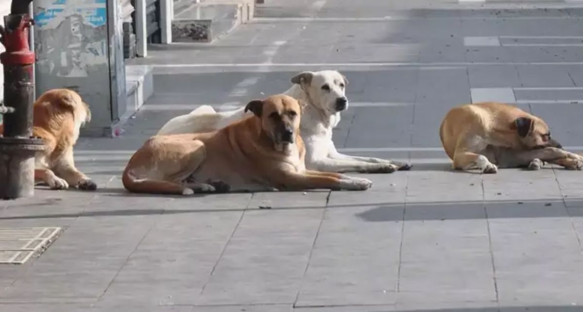 Sokak Hayvanlarına Yönelik Kanun Teklifi TBMM'ye Sunuluyor