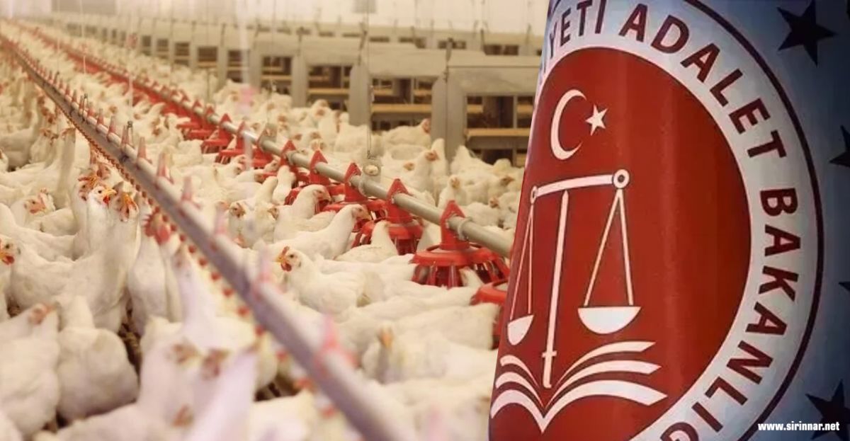 Beyaz Et Devlerine Kayyım Şoku: Banvit, Erpiliç, Lezita Dahil 13 Şirkete Denetim Atandı