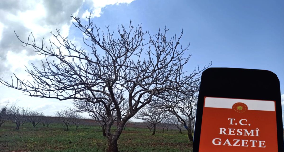 Gaziantep'te Don Zararı Gören 'Antep Fıstığı' Üreticilerine Devlet Desteği