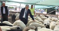 Başkan Tahmazoğlu Kurban Fiyatlarını Açıkladı