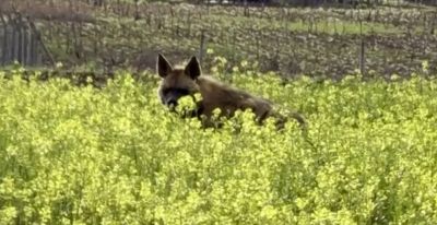 Çizgili sırtlan Besni’de sarıçiçekler arasında görüntülendi