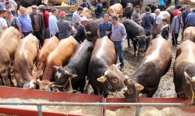 Gaziantep'te Hayvancılık sektörü can çekişiyor