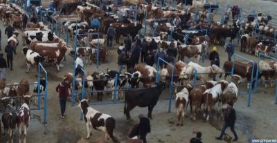 Gaziantep'te Kurban Bayramı Hazırlıkları: Satış Yerleri Ne Zaman Kurulacak?