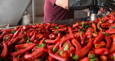 Gaziantep’te Kışlık Salça Hazırlıkları Hız Kazandı