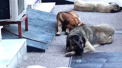 Sokak köpekleri saldırdı, kurumlara açtığı davadan tazminat kazandı