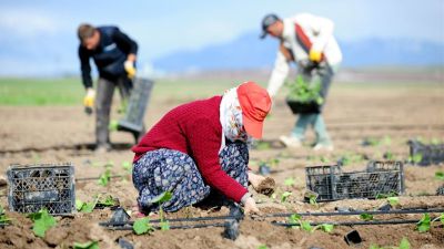 Çiftçi ve yetiştiricilerin tarım BAĞ-KUR primlerini ödemesi daha da zorlaştı